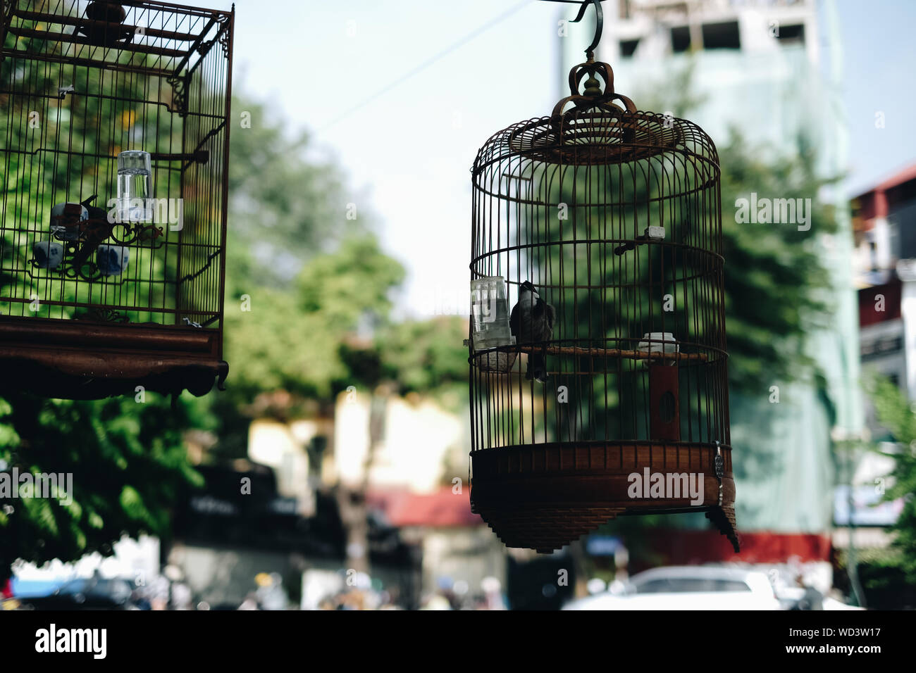Birds In Cage Stock Photo Alamy