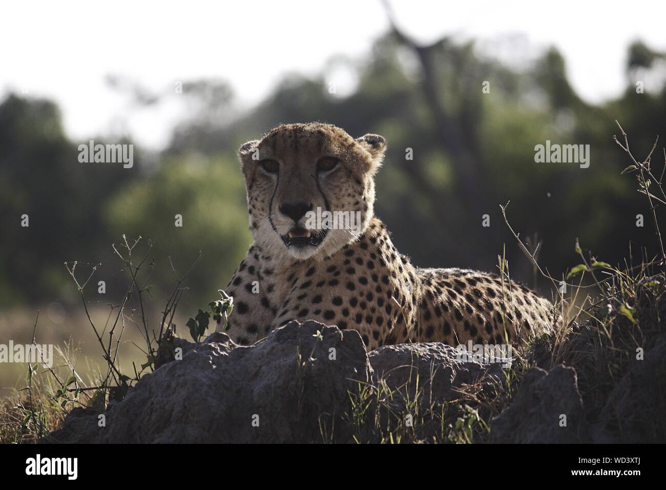 Close-up Of Cheetah Stock Photo