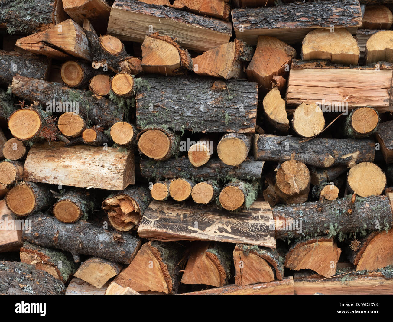 Split Tree Branches High Resolution Stock Photography and Images - Alamy