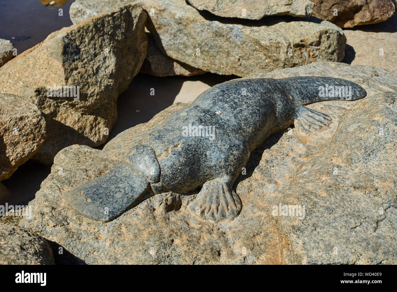 Rock carving of a platypus at Bicentennial Fountain Tamworth Australia. Stock Photo