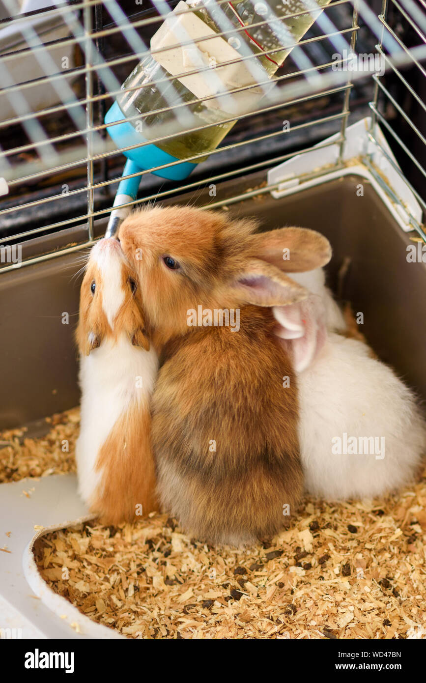 Rabbit drinking water from feeding water bottle.The bunny inside Cage for small Pets Stock Photo