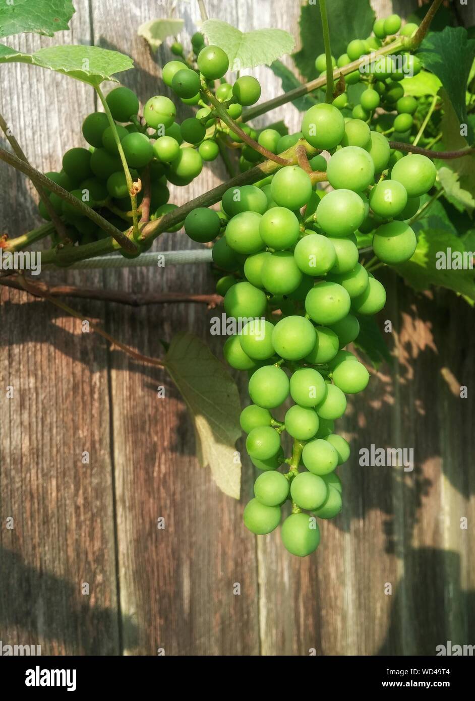Plants Growing In Vineyard Stock Photo Alamy