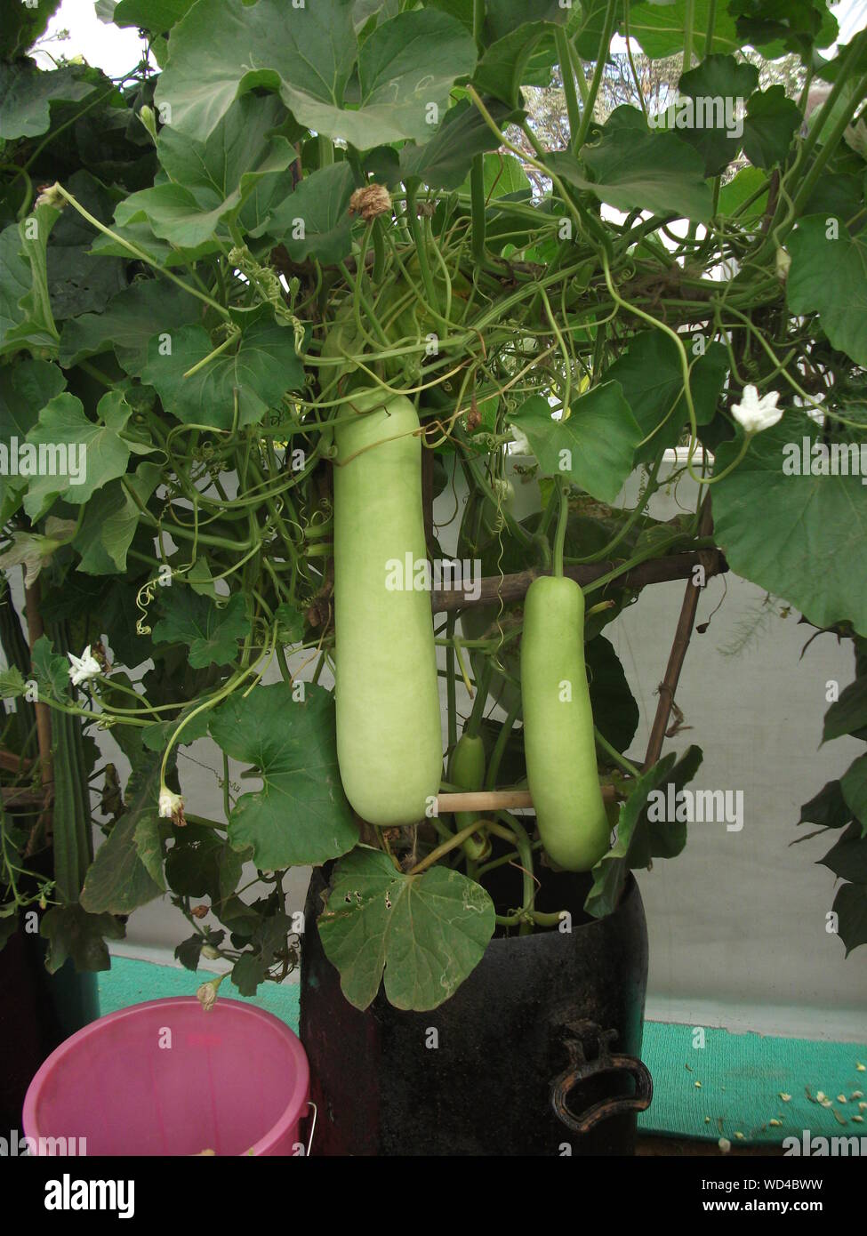Bottle Gourd Plant