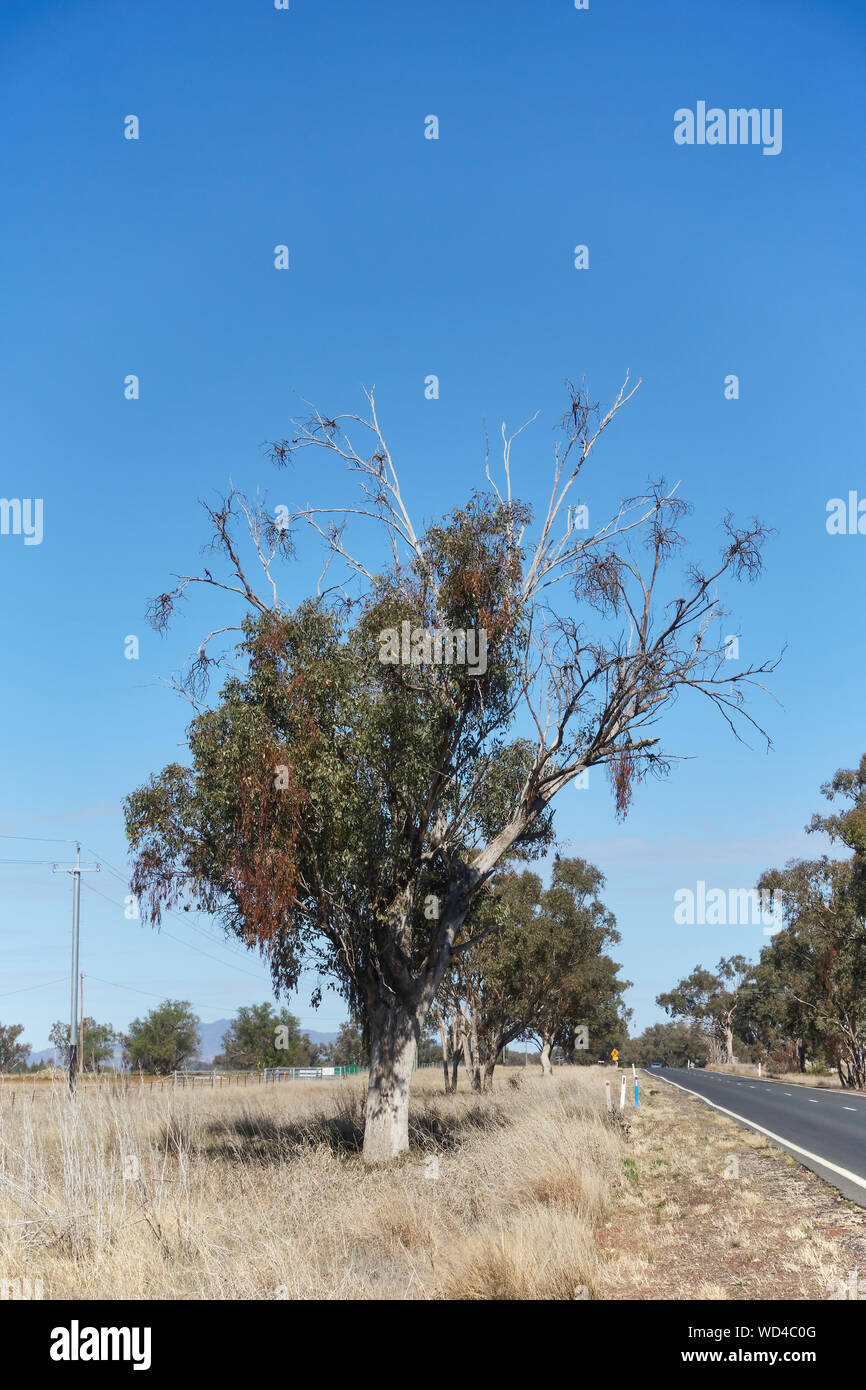 Eucalypt tree dying from an infestation of parasidic mistletoe plants which also die with the tree. Tamworth Australia.  . Stock Photo