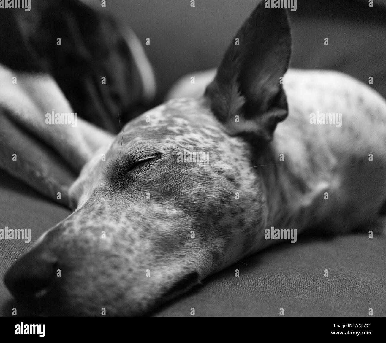 Closeup Of Dog Sleeping On Bed Stock Photo Alamy