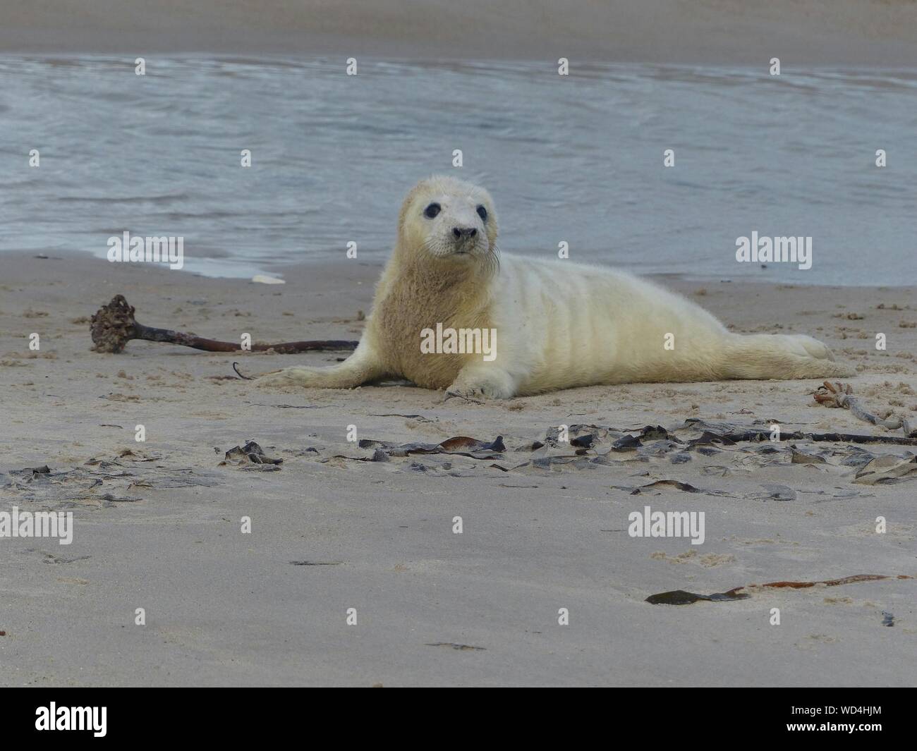 Gray Seal Pup Relaxing On Beach Stock Photo