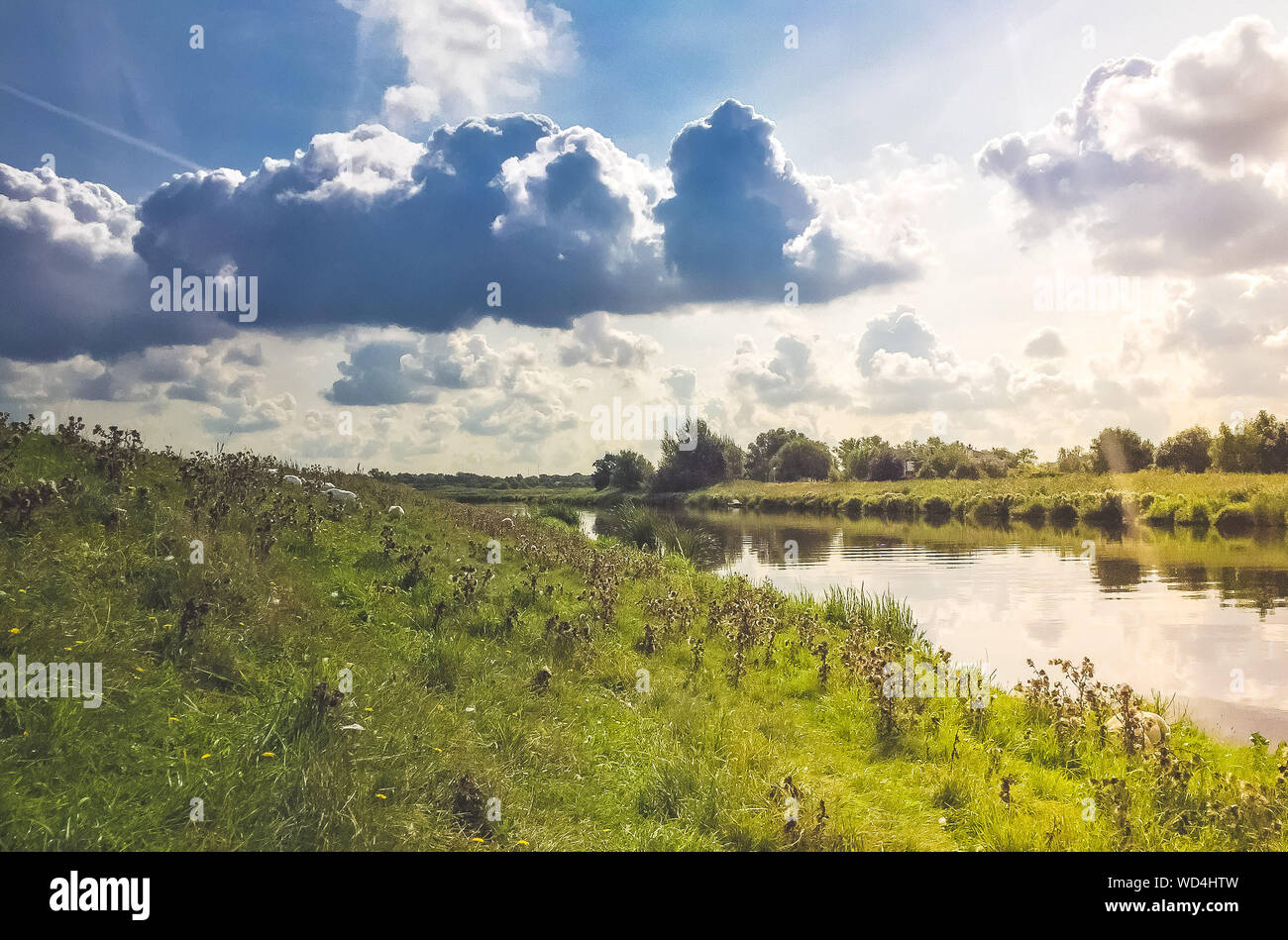 sikkert forkorte filosofi Dutch Nature in the summer in Amsterdam, the Netherlands Stock Photo - Alamy