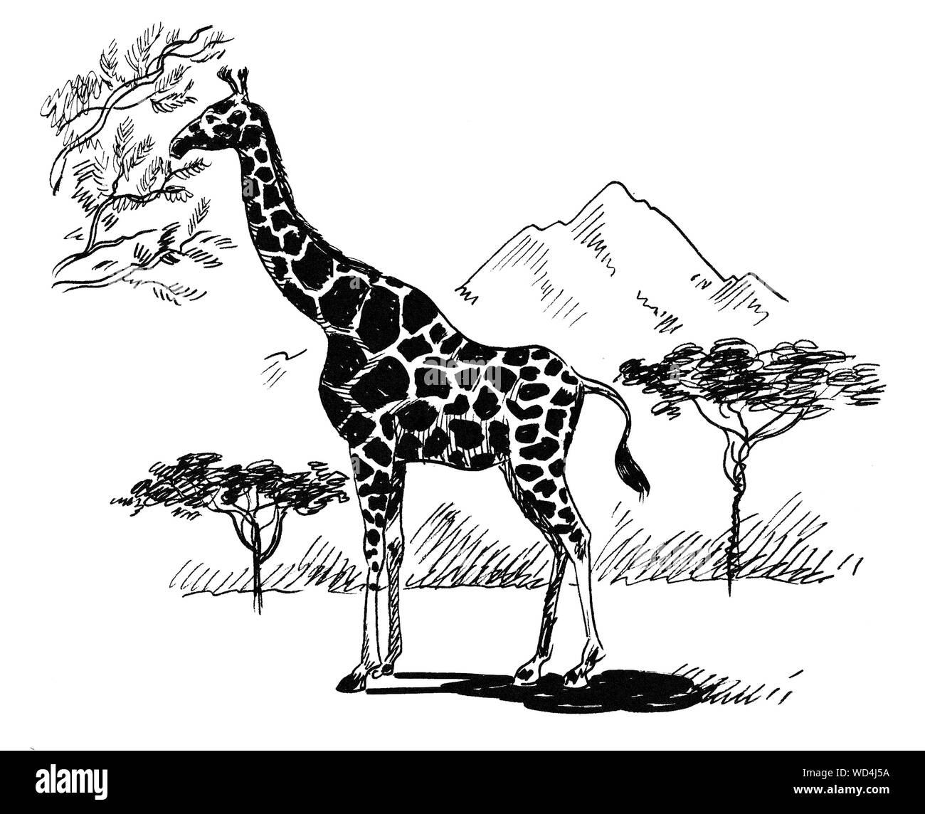 Giraffe eating leaves from tree hi-res stock photography and images - Alamy