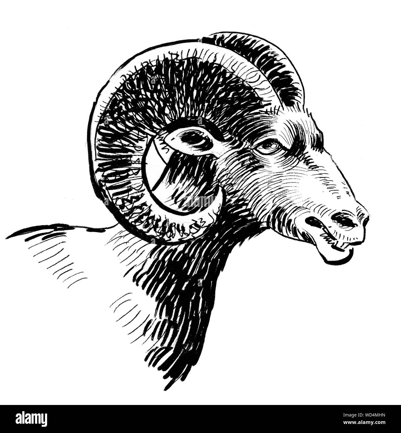 Ram head. Ink black and white drawing Stock Photo - Alamy