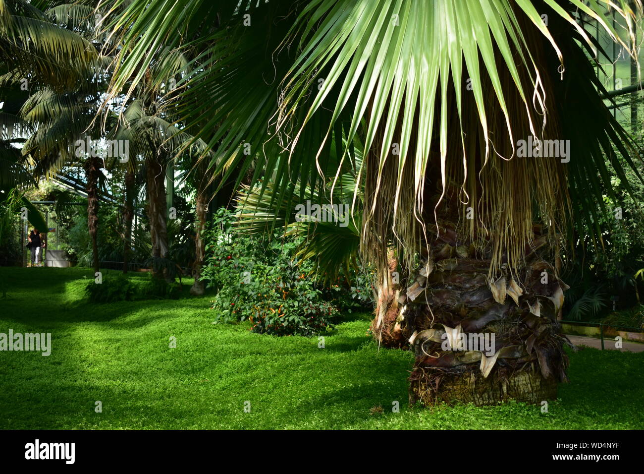 Palm trees grass hires stock photography and images Alamy