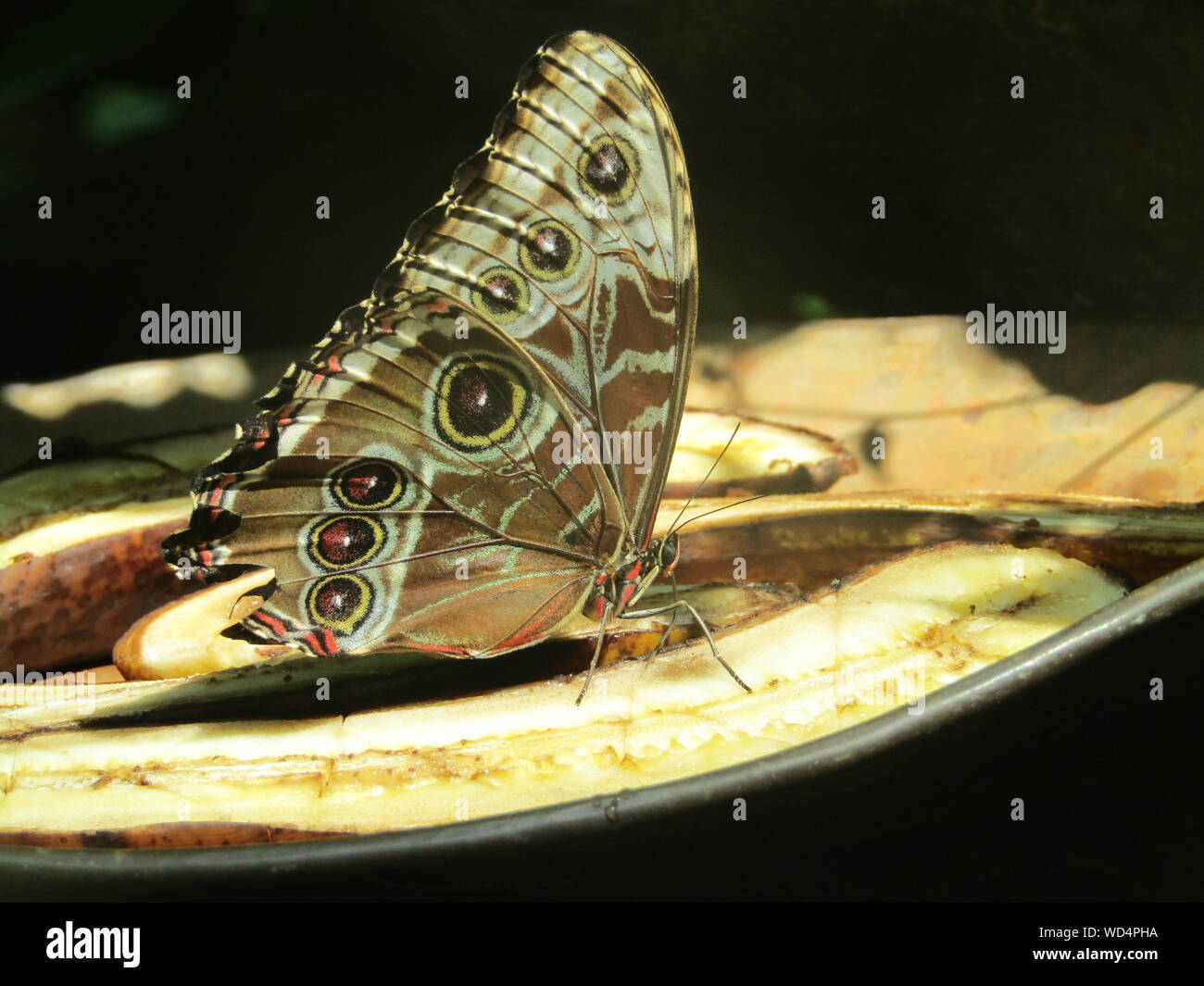 Butterfly banana hires stock photography and images Alamy