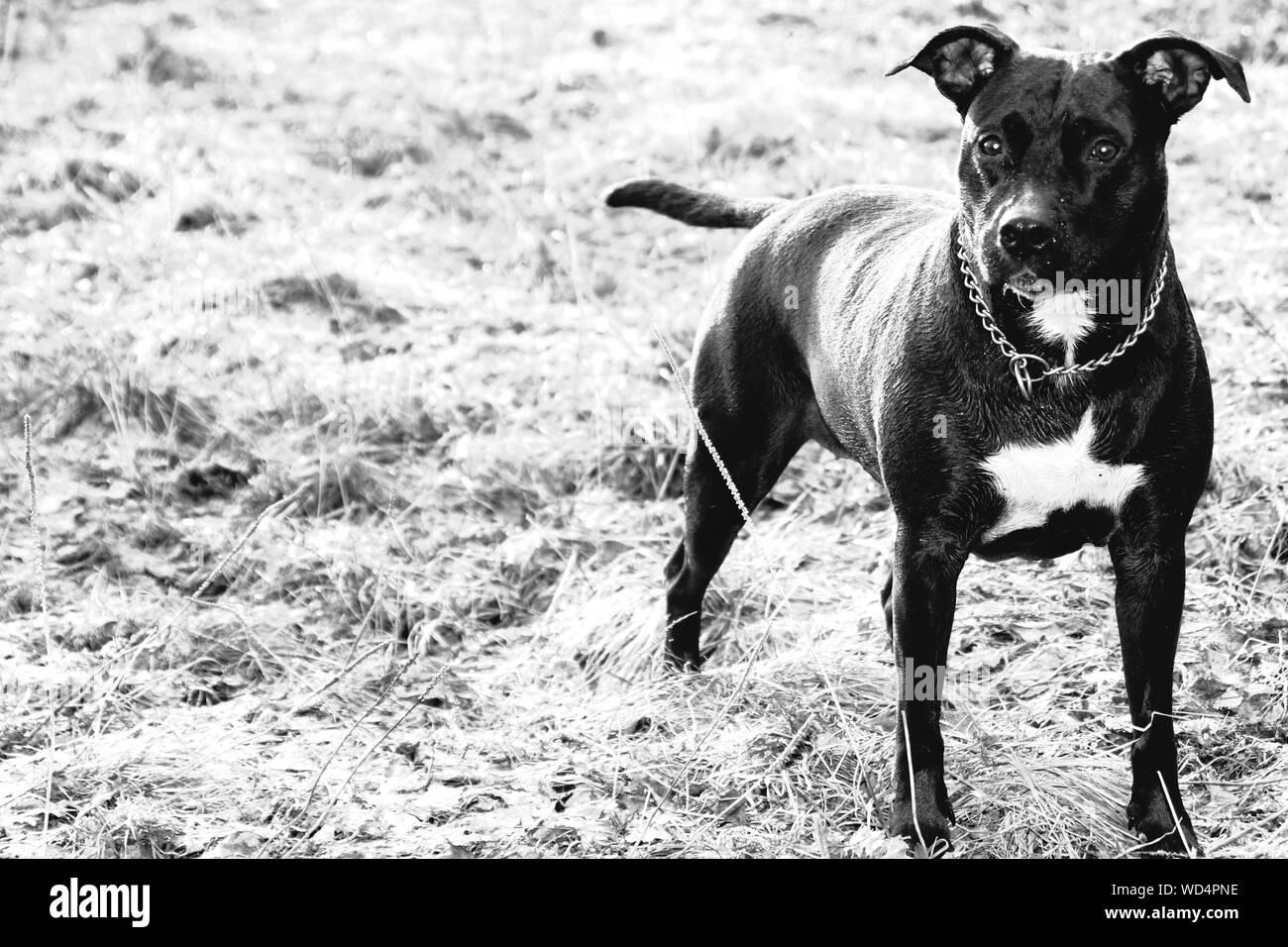 staffordshire bull terrier rescue centre