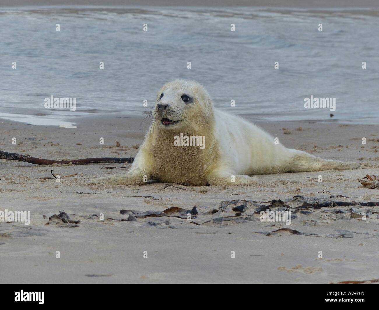 Gray Seal Pup Relaxing On Beach Stock Photo
