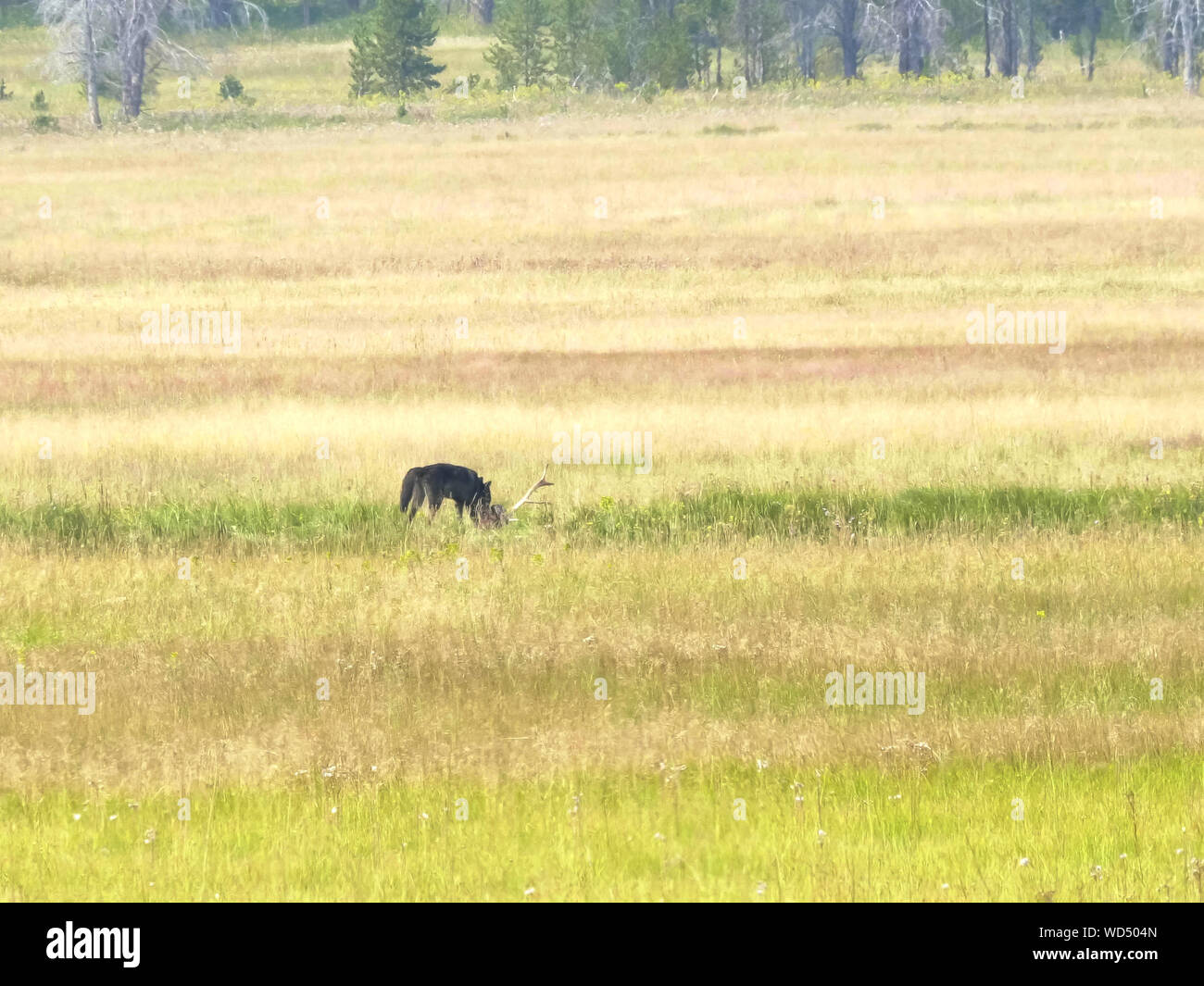 long shot of a dark colored wolf eating a dead elk in yellowstone Stock Photo