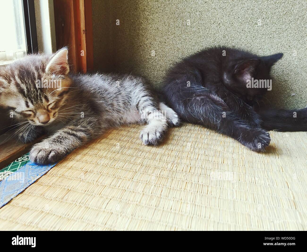 Cute Kittens Sleeping At Home Stock Photo
