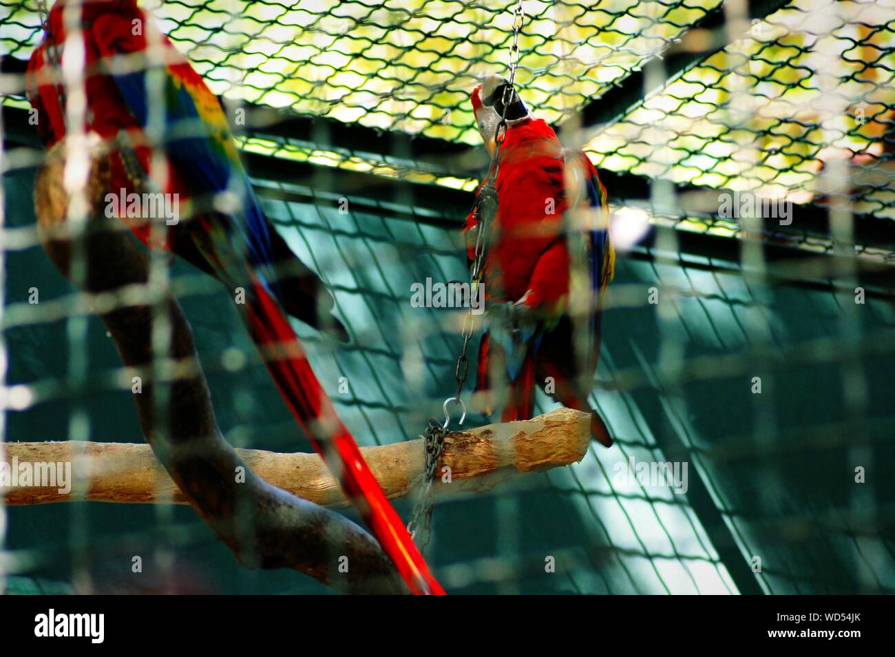 View of Is this cage big enough for a macaw (scarlet or b&g macaw)