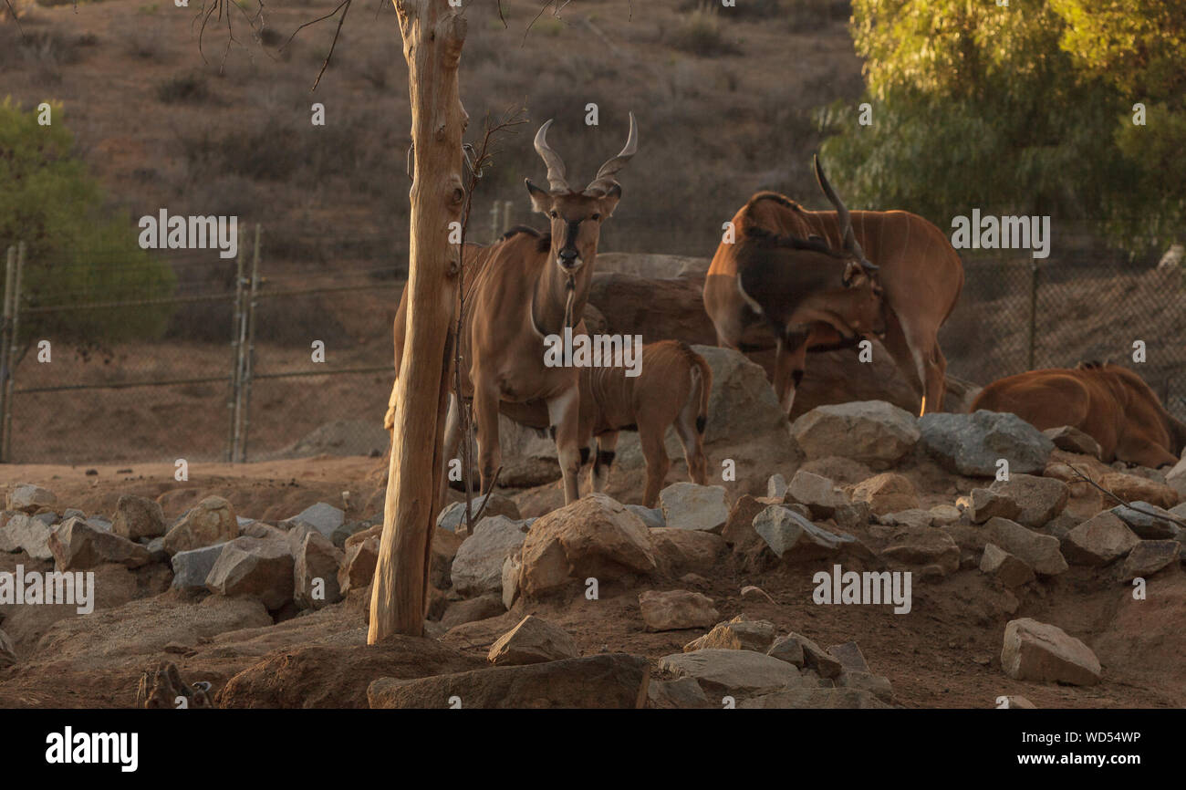 Antelopes On Field At Zoo Stock Photo