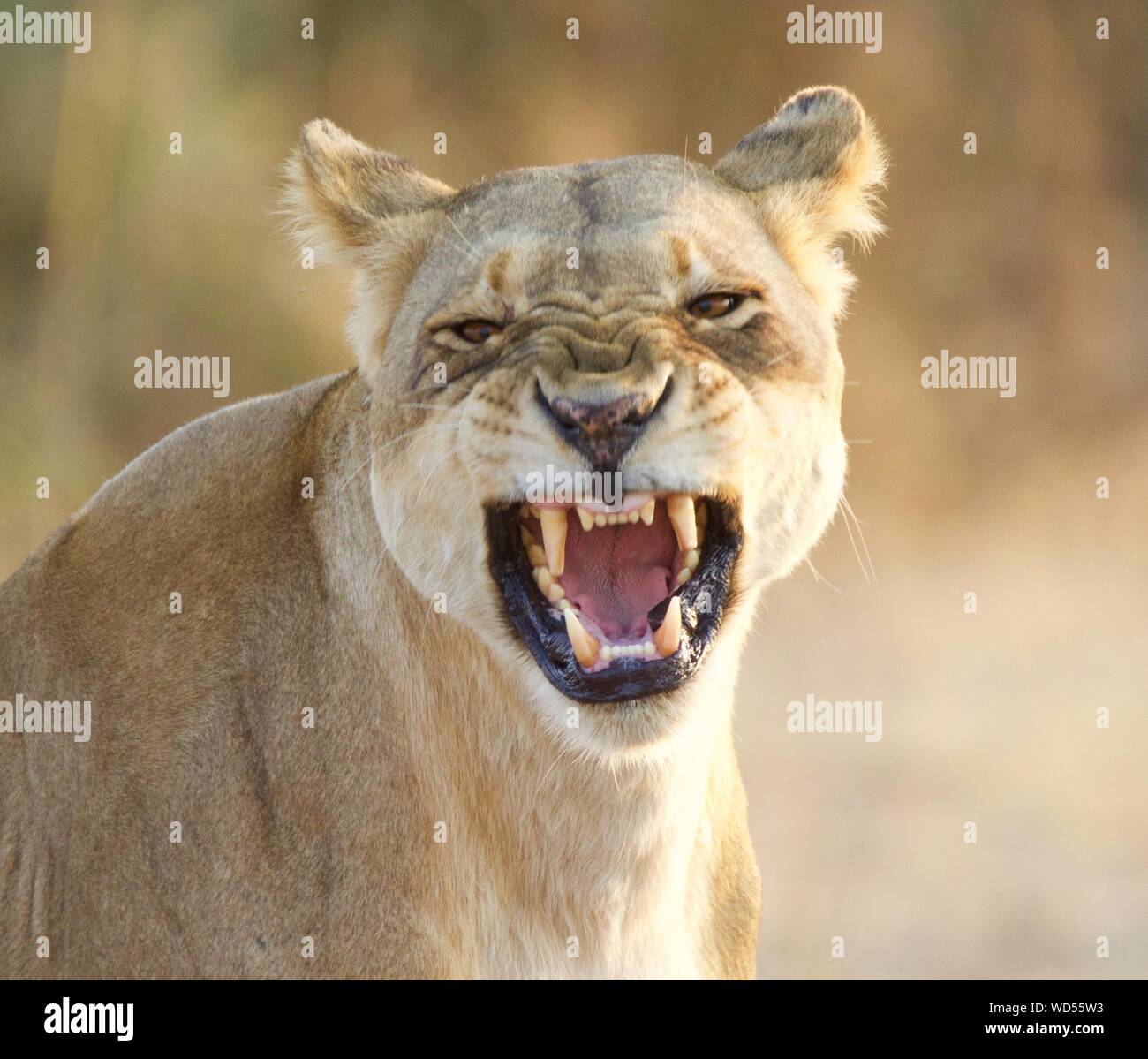 Close Up Lion Roaring High Resolution Stock Photography and Images - Alamy