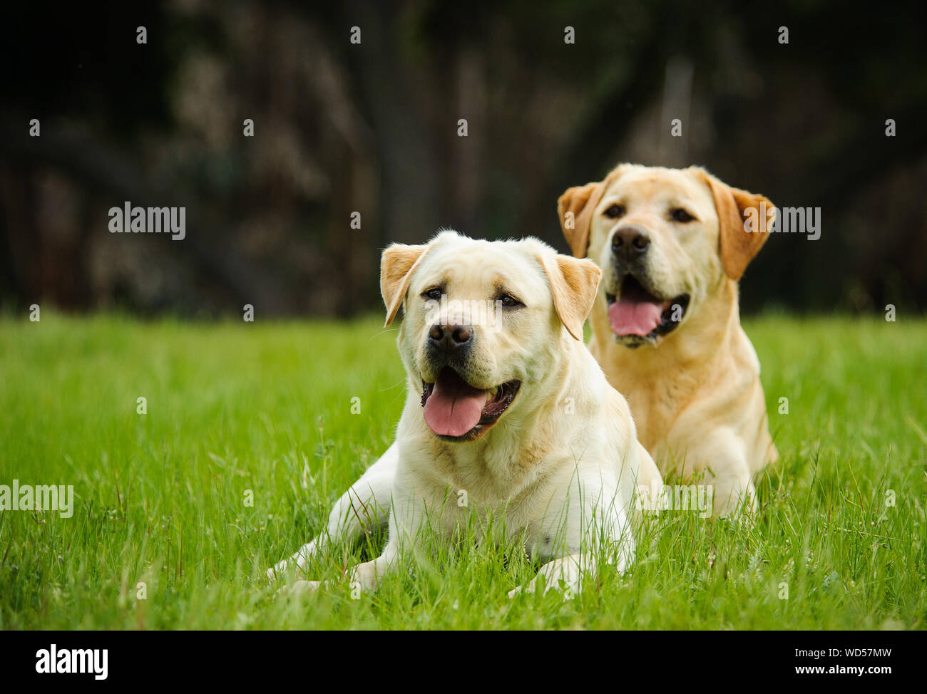 Yellow Labrador Retrievers Sitting On Grass Stock Photo
