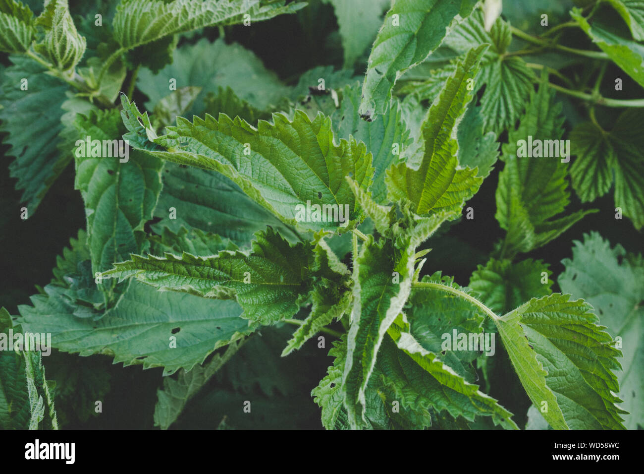 Close up Of Stinging Nettle Leaves Stock Photo Alamy