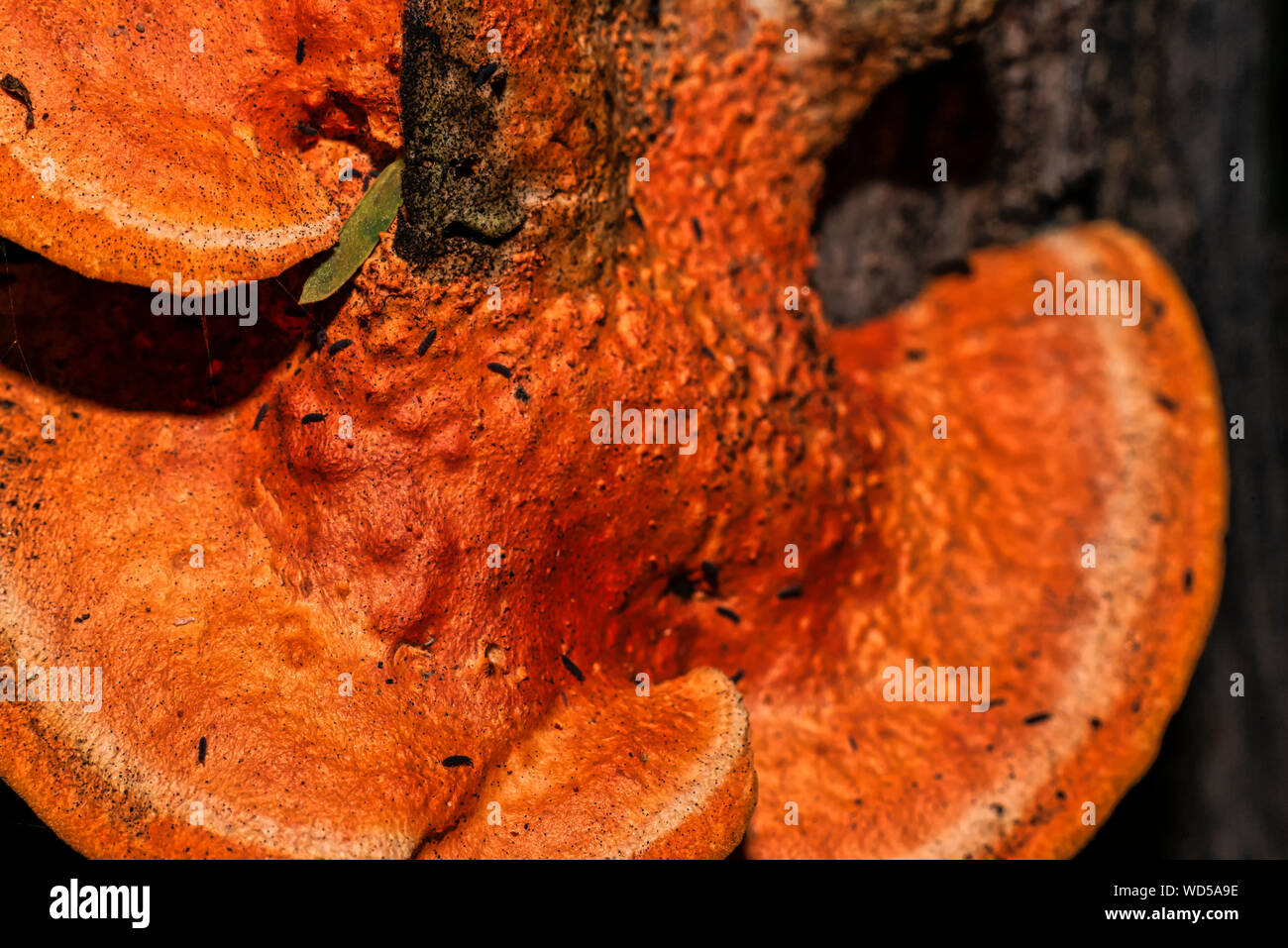 Pycnoporellus fulgens, an orange bracket fungus growing on birch in Argentina. Pycnoporus cinnabarinus Stock Photo