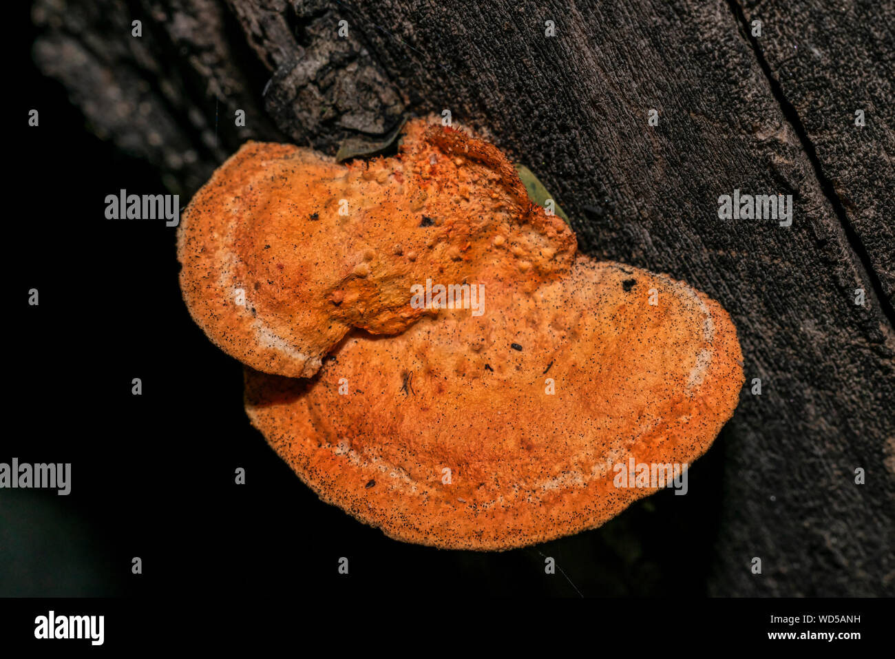 Pycnoporellus fulgens, an orange bracket fungus growing on birch in Argentina. Pycnoporus cinnabarinus Stock Photo