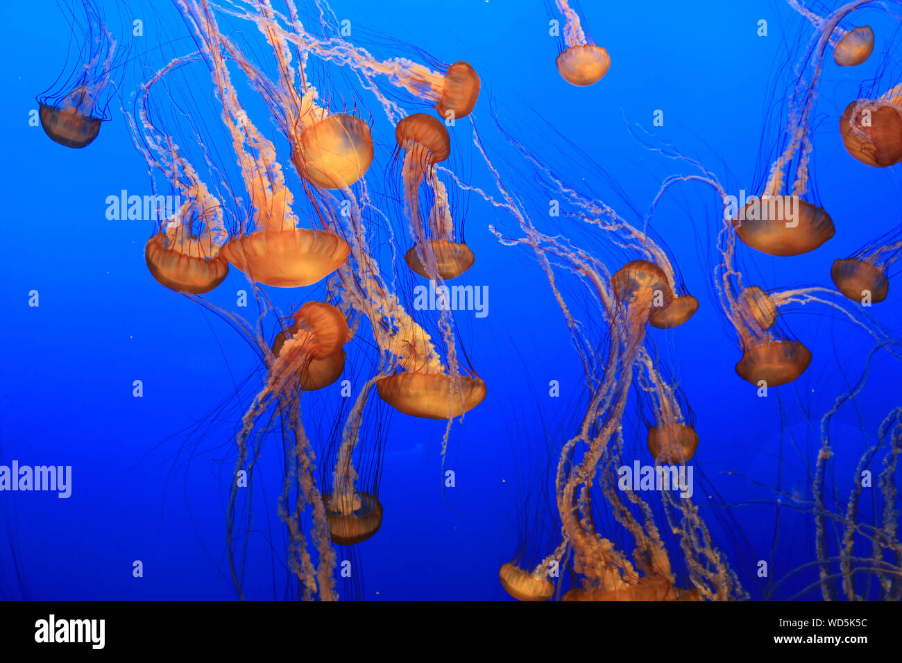 West Coast Sea Nettles Swimming At Monterey Bay Aquarium Stock Photo