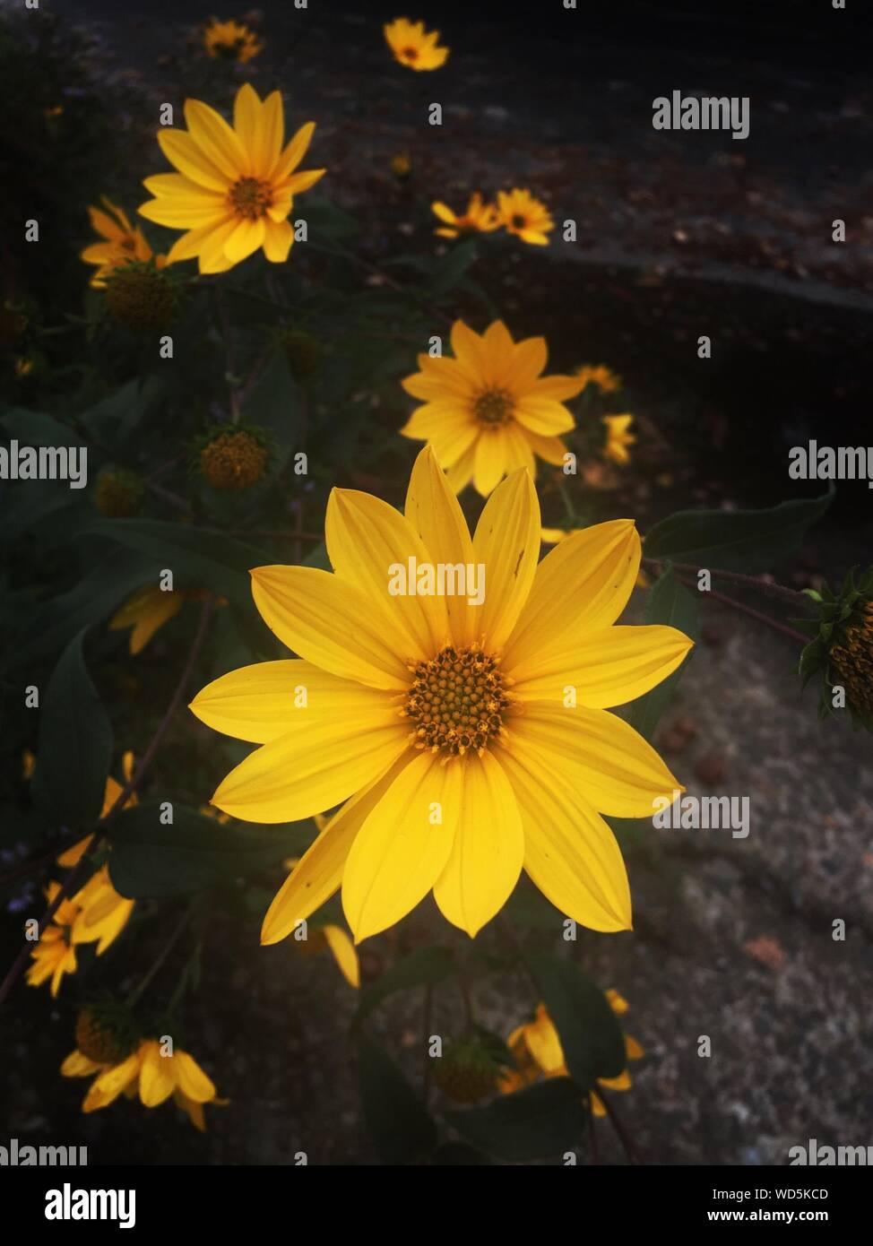 Close-up Of Yellow Daisy Flowers Blooming Outdoors Stock Photo