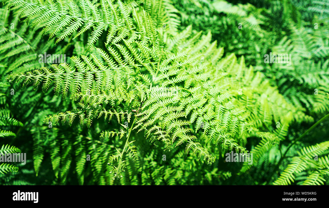 Perfect natural fern pattern hi-res stock photography and images - Alamy