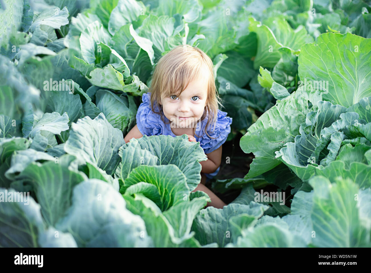 Baby sitting in cabbage plant. Cute little girl on cabbage field