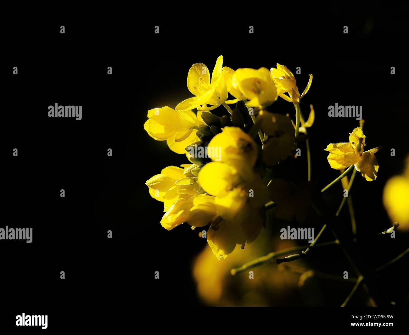 Close-up Of Yellow Flowers On Black Background Stock Photo