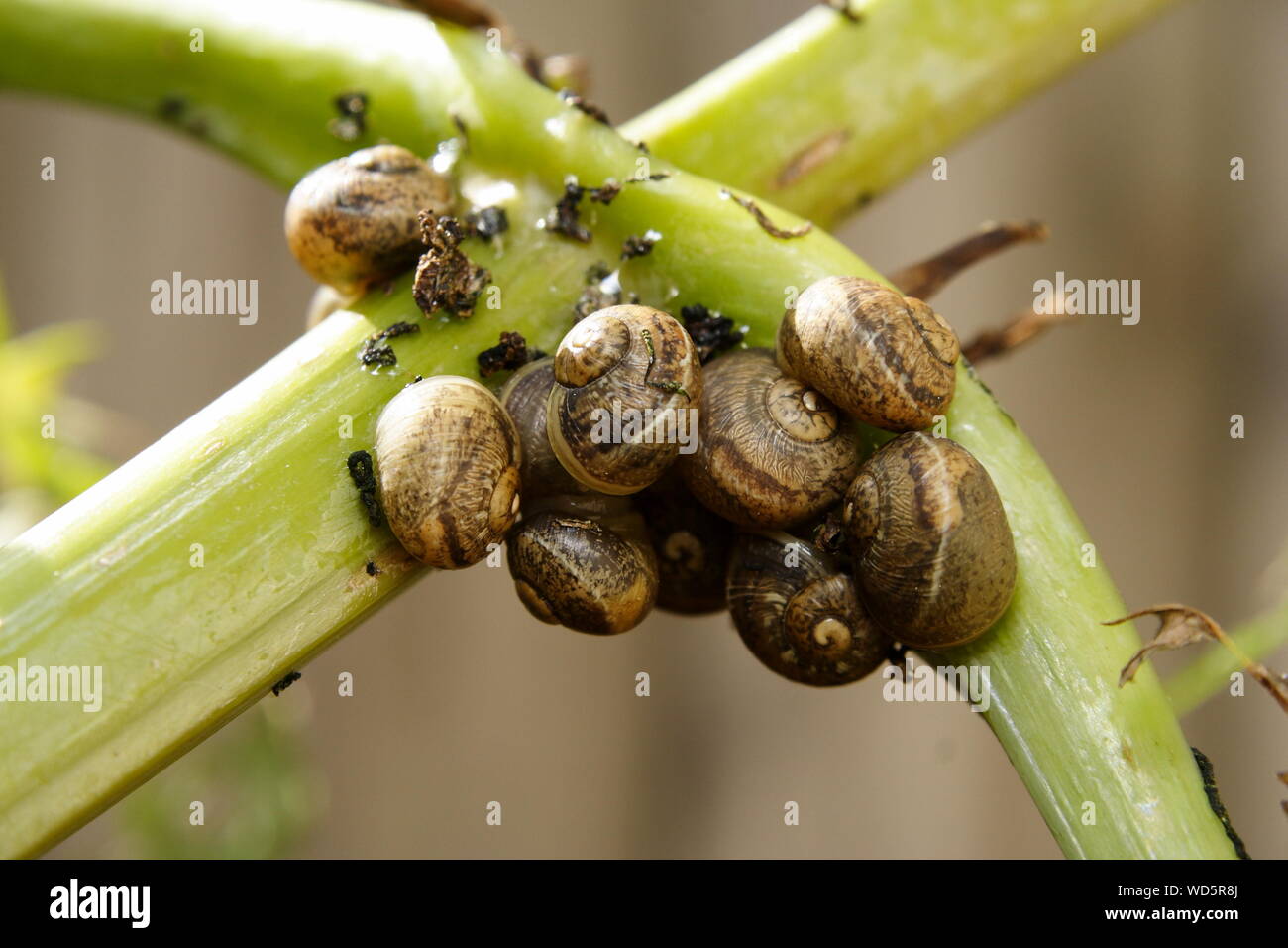 Small Garden Snails in a cluster Stock Photo Alamy