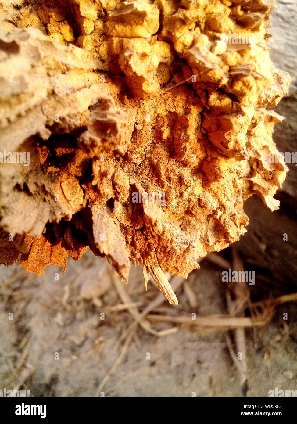 Close Up Of Rotting Wood Stock Photo