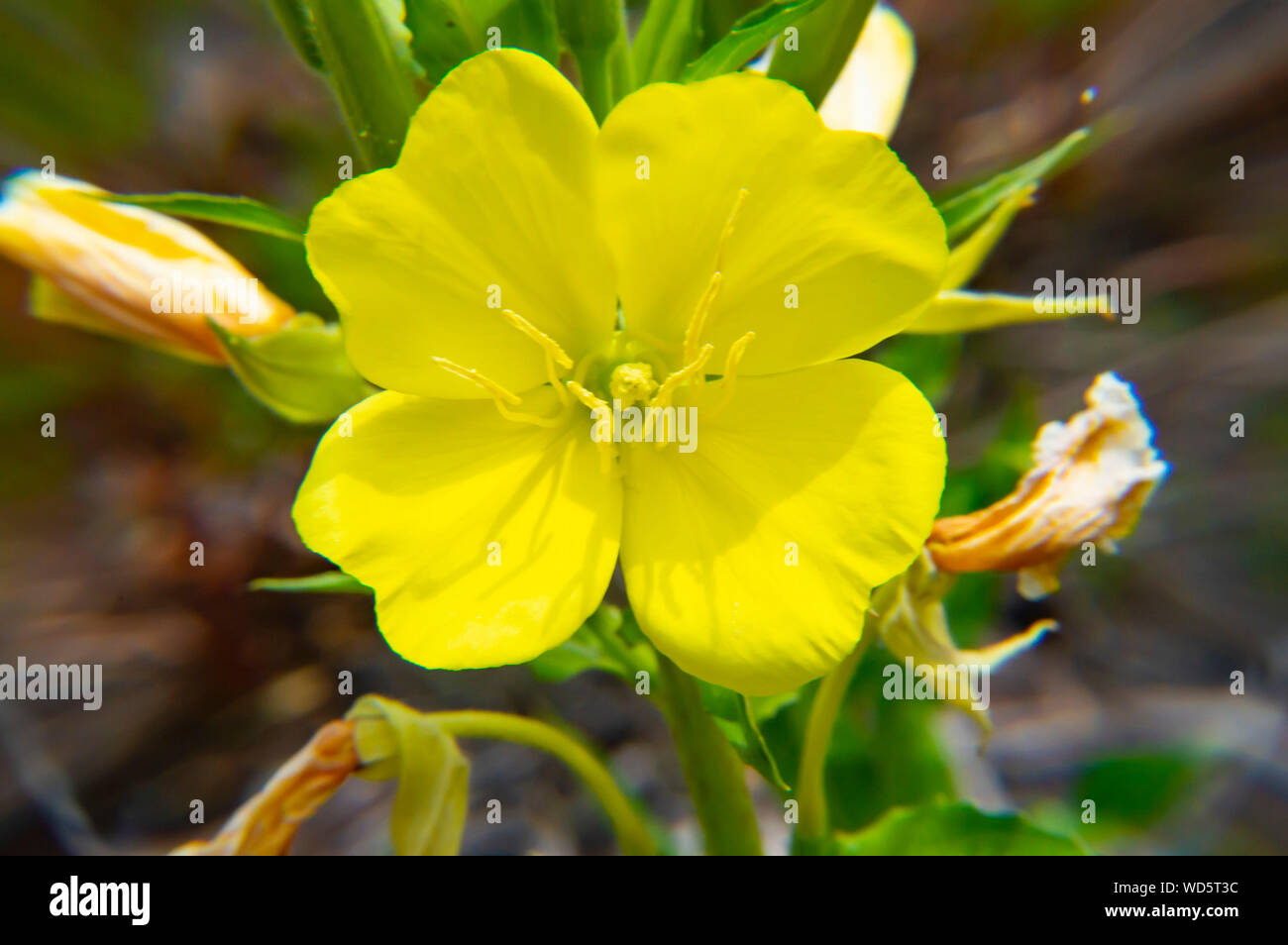 Yellow meadow flowers - macro photo - macro photo. Background. Stock Photo