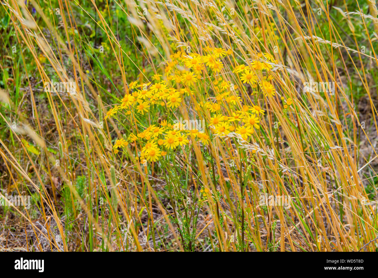 Yellow meadow flowers - macro photo - macro photo. Background. Stock Photo