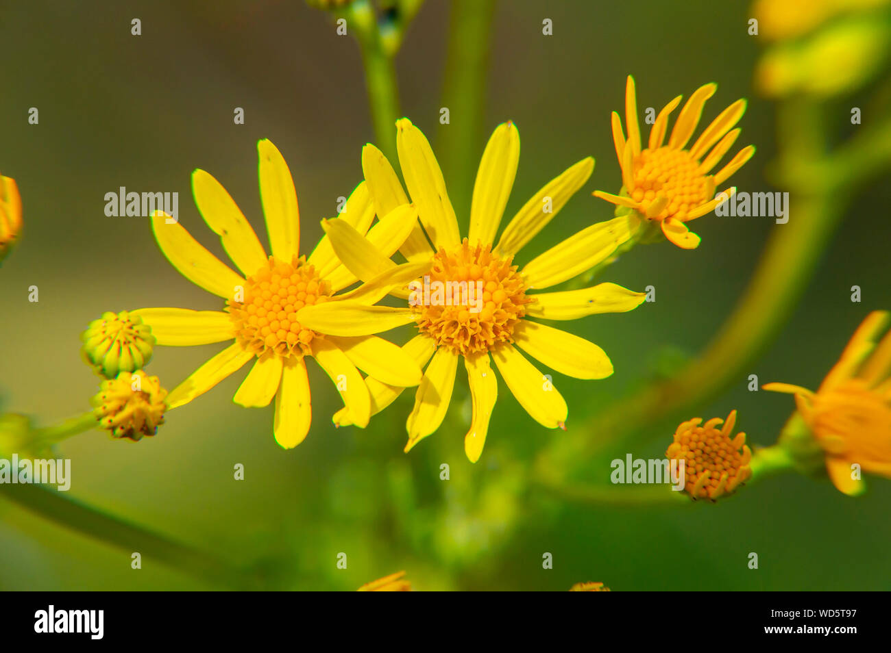 Yellow meadow flowers - macro photo - macro photo. Background. Stock Photo