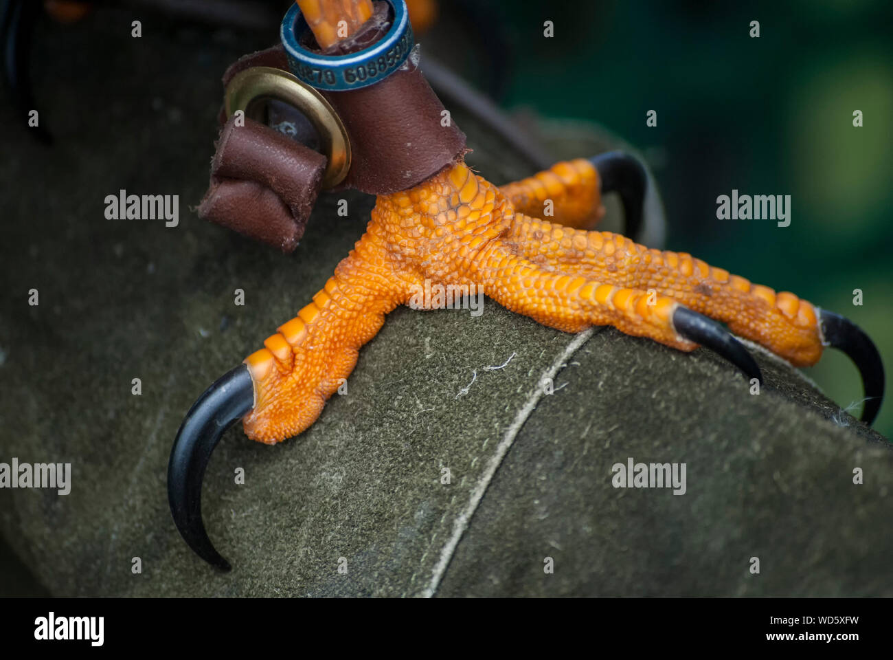 Sharp talon hi-res stock photography and images - Alamy