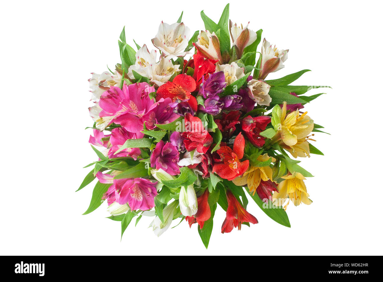 Multicolored alstroemeria flowers round bouquet on white background isolated closeup, lily flower bunches for holiday poster decorative design element Stock Photo