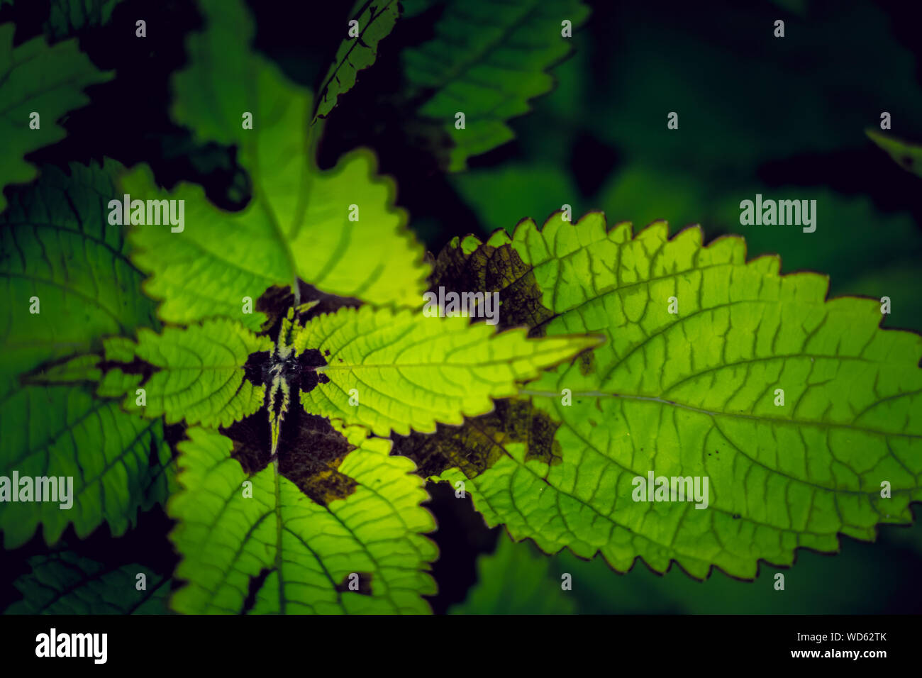 Coleus background. Coleus plant close up Stock Photo - Alamy
