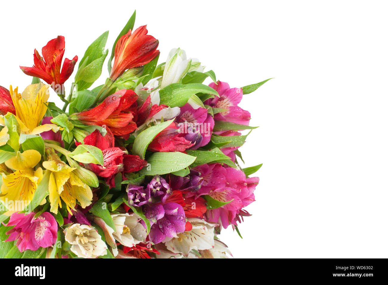 Multicolored alstroemeria flowers round bouquet on white background