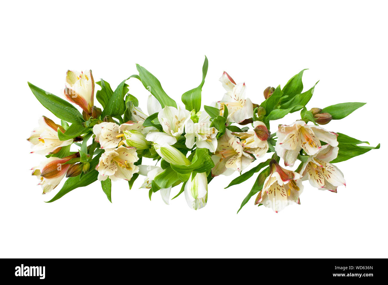White alstroemeria flowers branch on white background isolated close up, lily flowers bunch for decorative border, holiday poster, design element Stock Photo