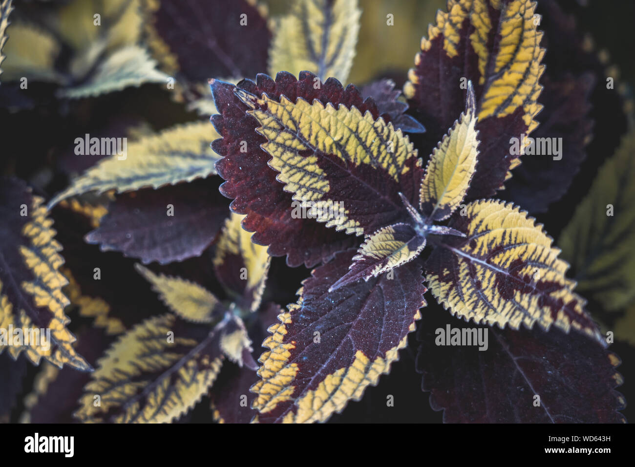 Coleus background. Coleus plant close up Stock Photo - Alamy
