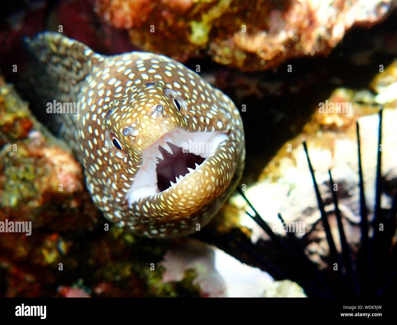 Closeup Of Moray Eel Swimming In Sea Stock Photo Alamy