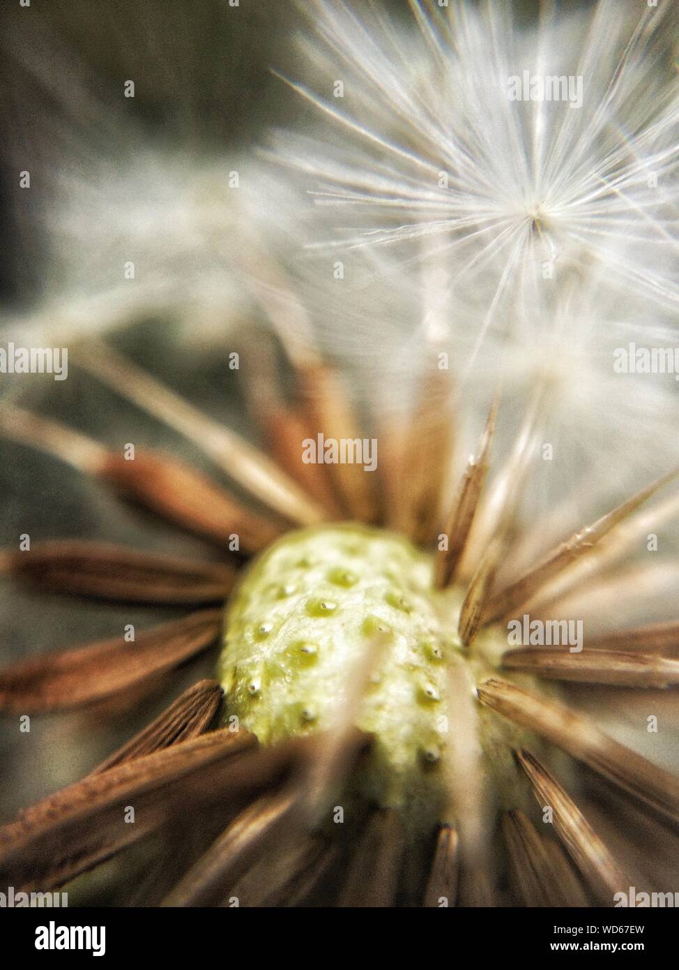 Full Frame Of White Dandelion Seeds Stock Photo