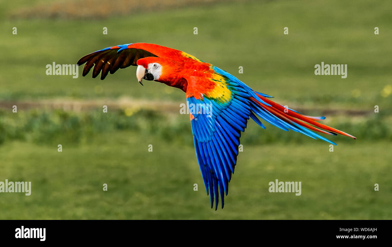 Close-up Of Scarlet Macaw Flying In Mid-air Stock Photo