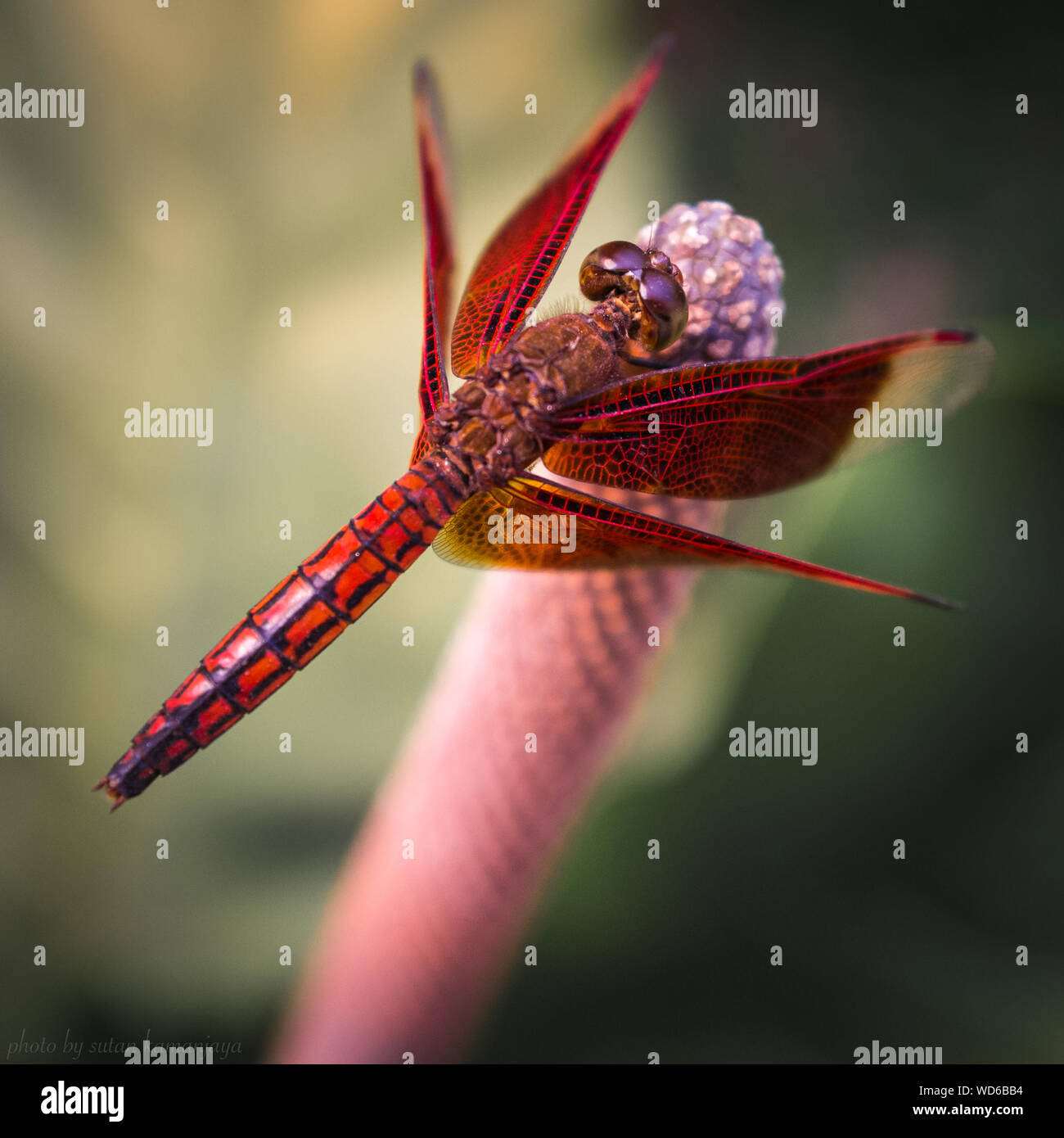 orange-dragonfly-high-resolution-stock-photography-and-images-alamy