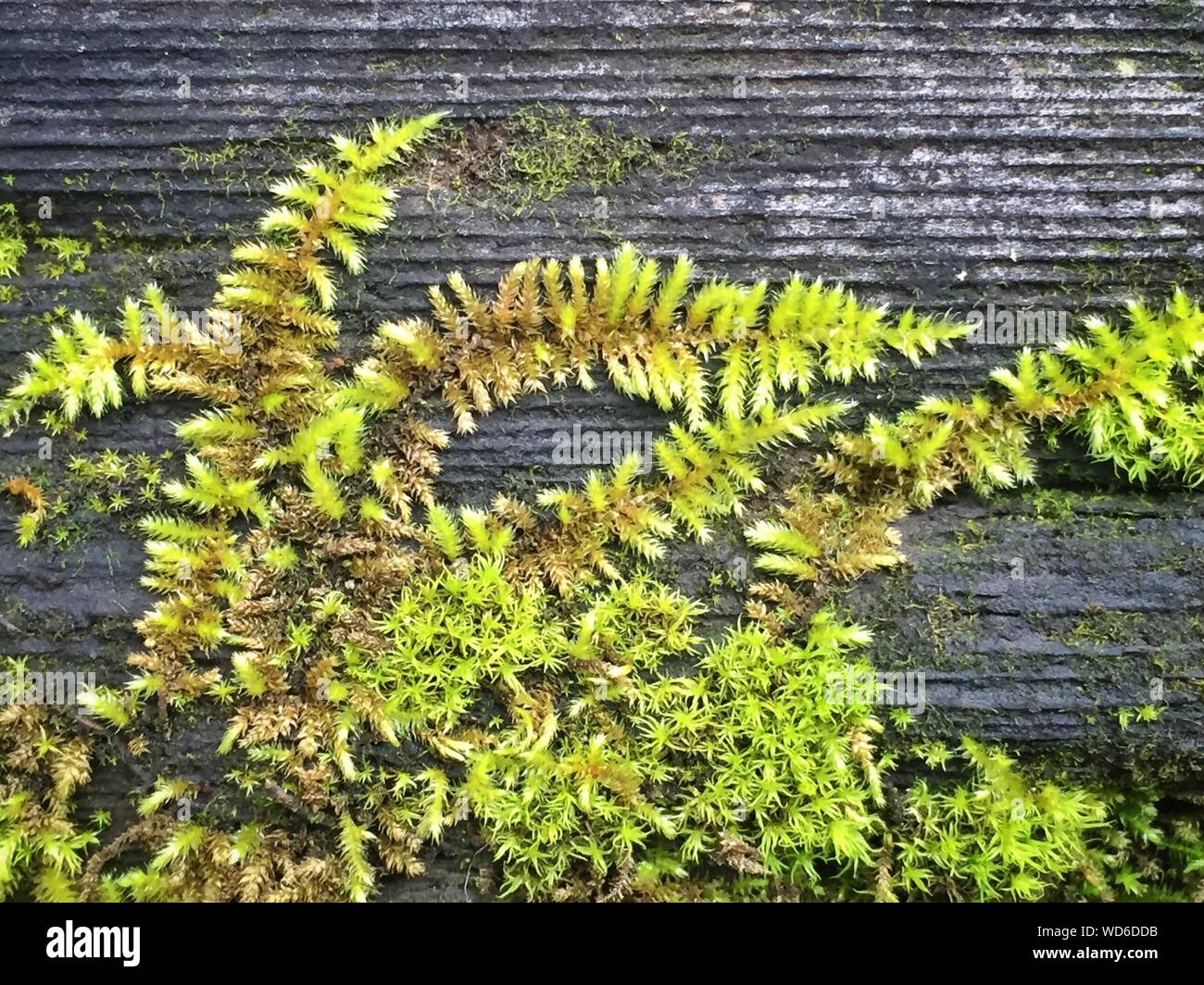 Wood ferns hi-res stock photography and images - Alamy