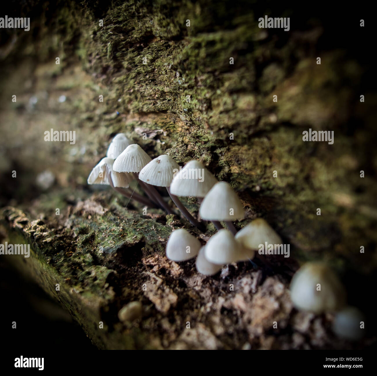 White Fungus Growing On Log High Resolution Stock Photography and