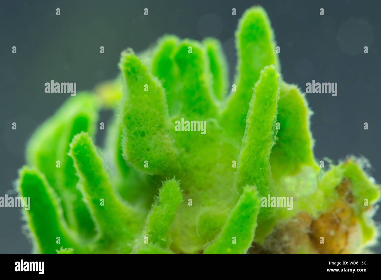 Freshwater sponge hires stock photography and images Alamy