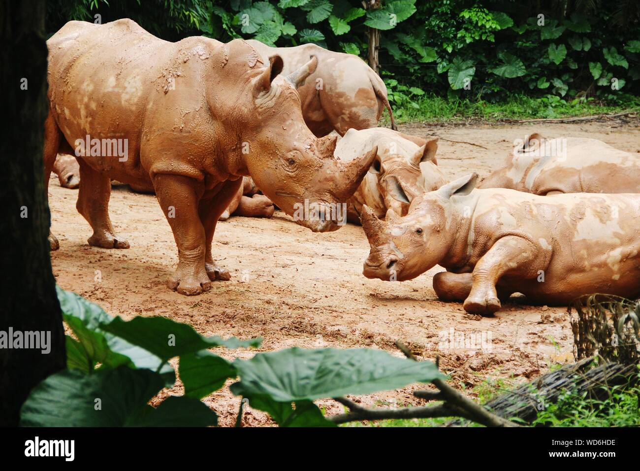 Rhinoceroses At Zoo Stock Photo